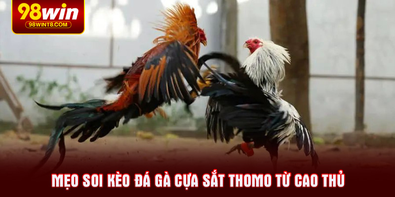 Mẹo soi kèo đá gà cựa sắt Thomo từ cao thủ